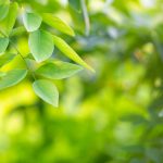 Green leaf background in the forest.