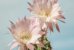 Cactus palmeraie