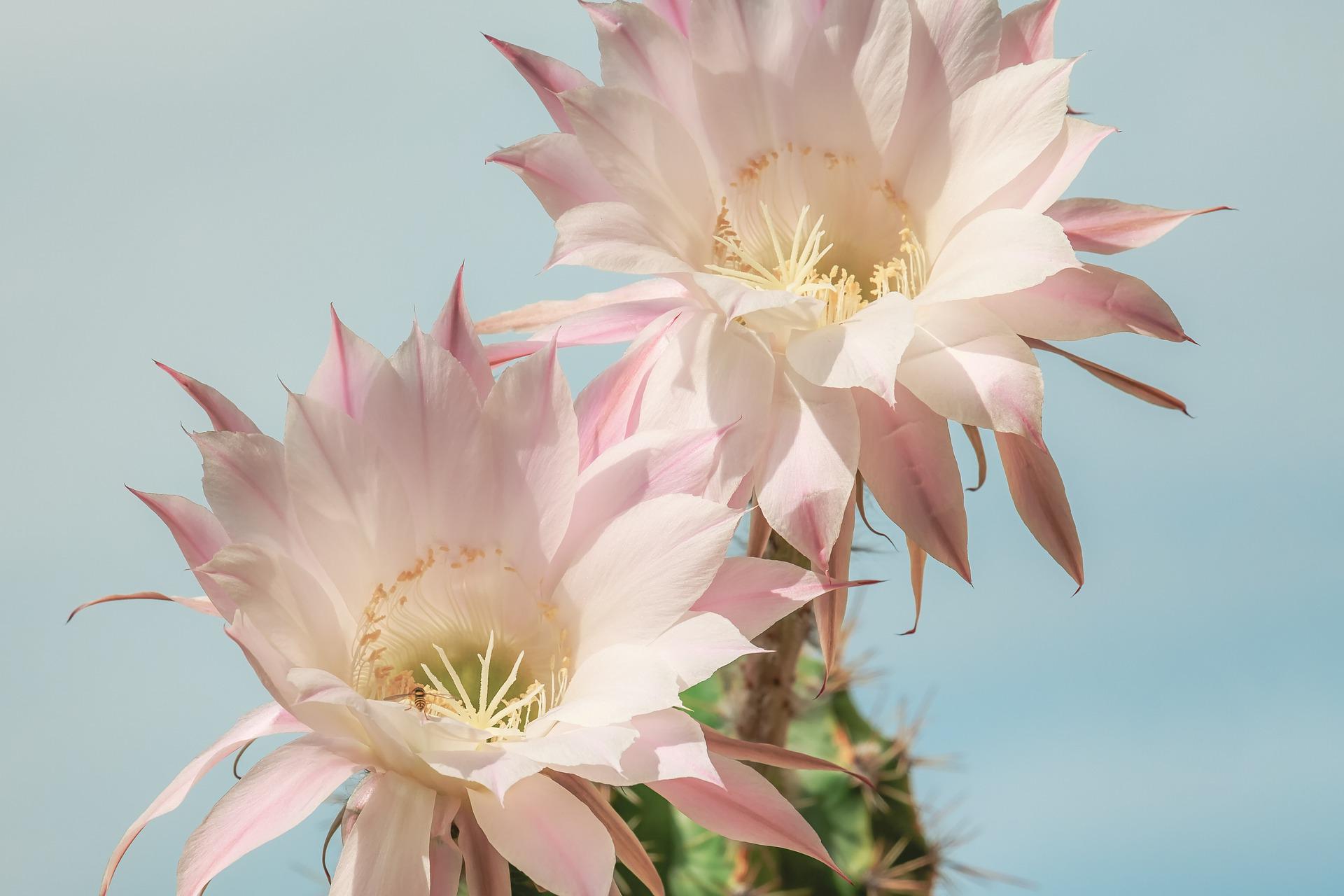Cactus palmeraie