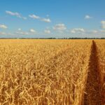 Summer landscape. Yellow wheat field and dark blue sky