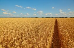 Summer landscape. Yellow wheat field and dark blue sky