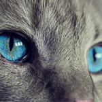Chat