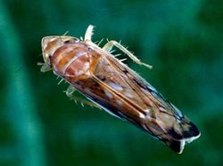 Cicadelle Scaphoideus Titanus