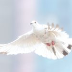 Colombe 2