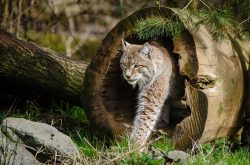 Lynx