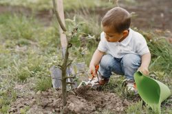 Child on a yard. Kid planting a tree. Boy with a blue funnel.