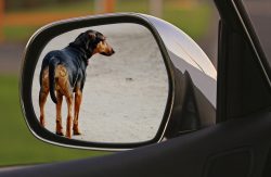dog-1496941_960_720